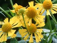 Helenium autumnale (Wild Form) 10 seeds