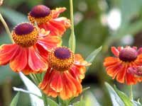Helenium Adios 10 seeds