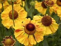 Helenium Baronin Linden 10 seeds