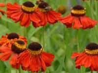 Helenium Baudirektor Linne 10 seeds