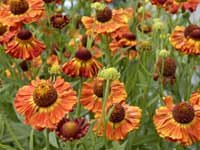 Helenium Chipperfield Orange 10 seeds