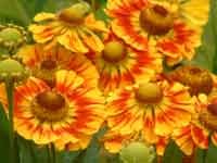 Helenium Feuersiegel 10 seeds
