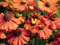 Helenium Indianersommer 10 seeds