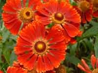 Helenium Mahagony 10 seeds