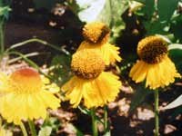 Helenium Pipsqueak 10 seeds