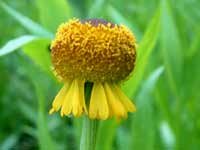 Helenium puberulum Autumn Lollipop 10 seeds