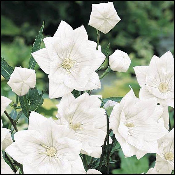 HAKONE DOUBLE WHITE Balloon Flower 25 seeds