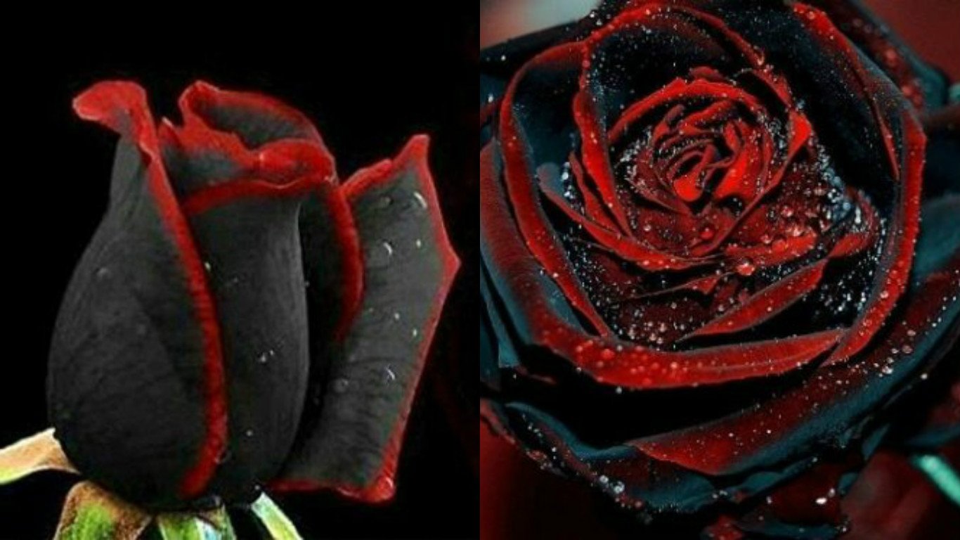 Черные розы с красной каймой