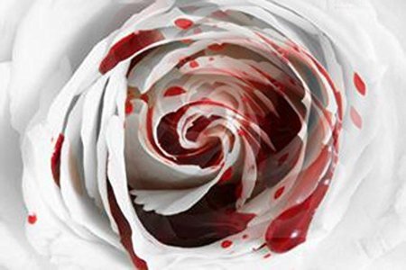White Blood Rose 10 seeds
