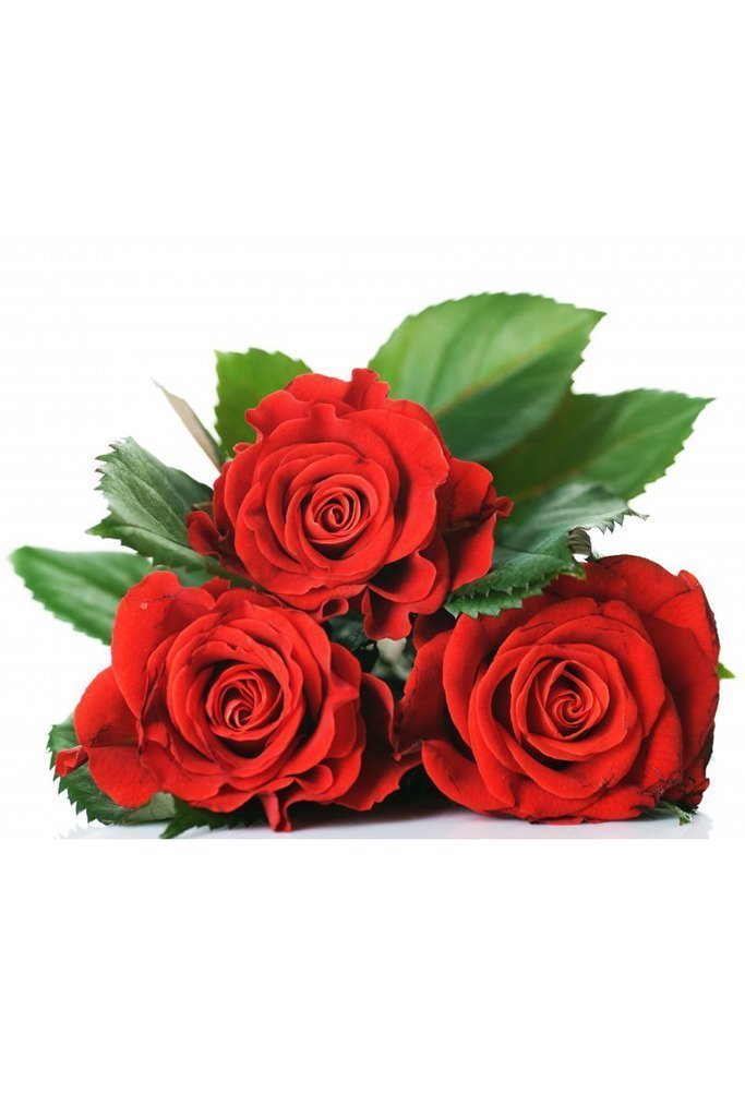 Red Rose 10 seeds