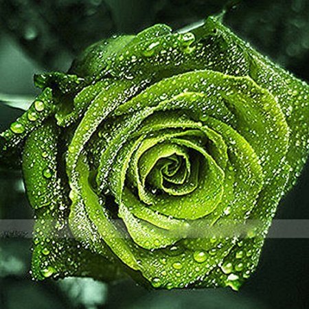 Dark Green European Rose 10 seeds