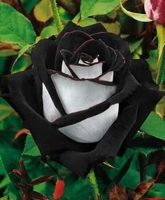 Black & White Rose 10 seeds
