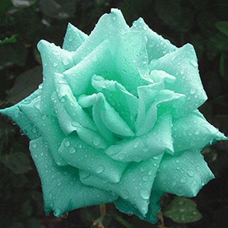 Mint Green Rose 10 seeds