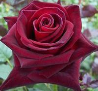Black Baccara Rose 10 seeds