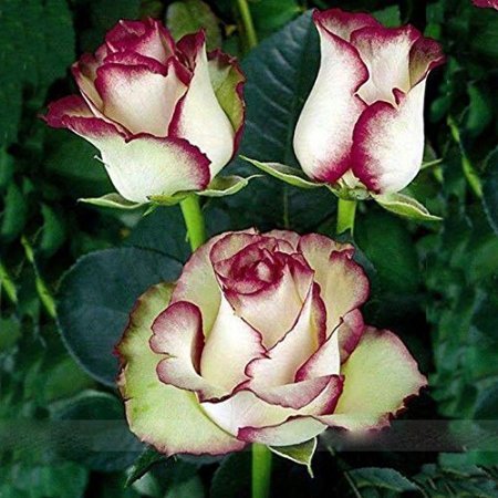 Purple Edge Rose 10 seeds