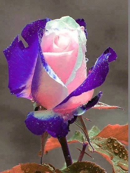 Purple Heart Rose 10 seeds