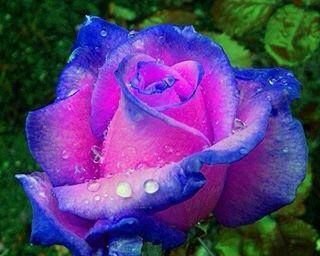 Rose Riches Rose 10 seeds