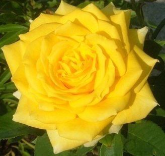 Sunny Delight Rose 10 seeds