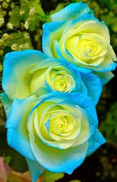 Sand and Sea Rose 10 seeds