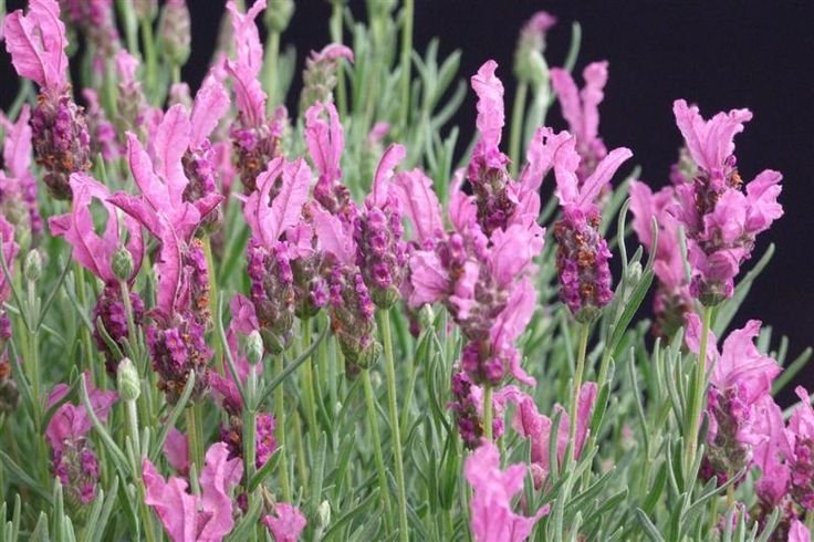Pink French lavender 50 seeds
