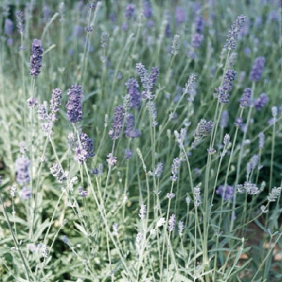 Munstead Lavender 50 seeds
