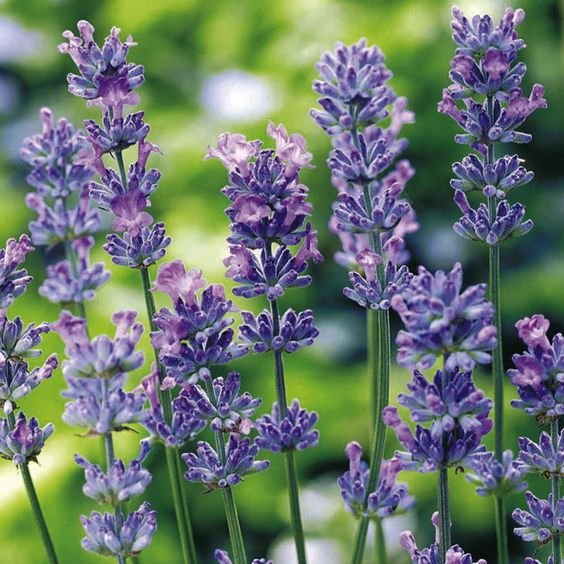 Lavender Lady Blue Lavender 50 seeds
