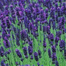 Dark Purple Hidcote Lavender 50 seeds