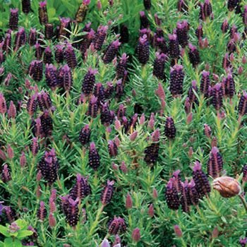 Sancho Panza Lavender 50 seeds