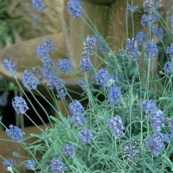 Spanish Eyes Lavender 50 seeds
