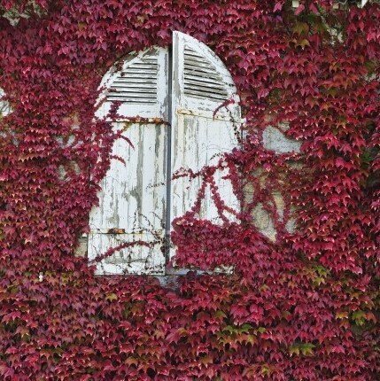Breathtaking Boston Ivy 10 seeds