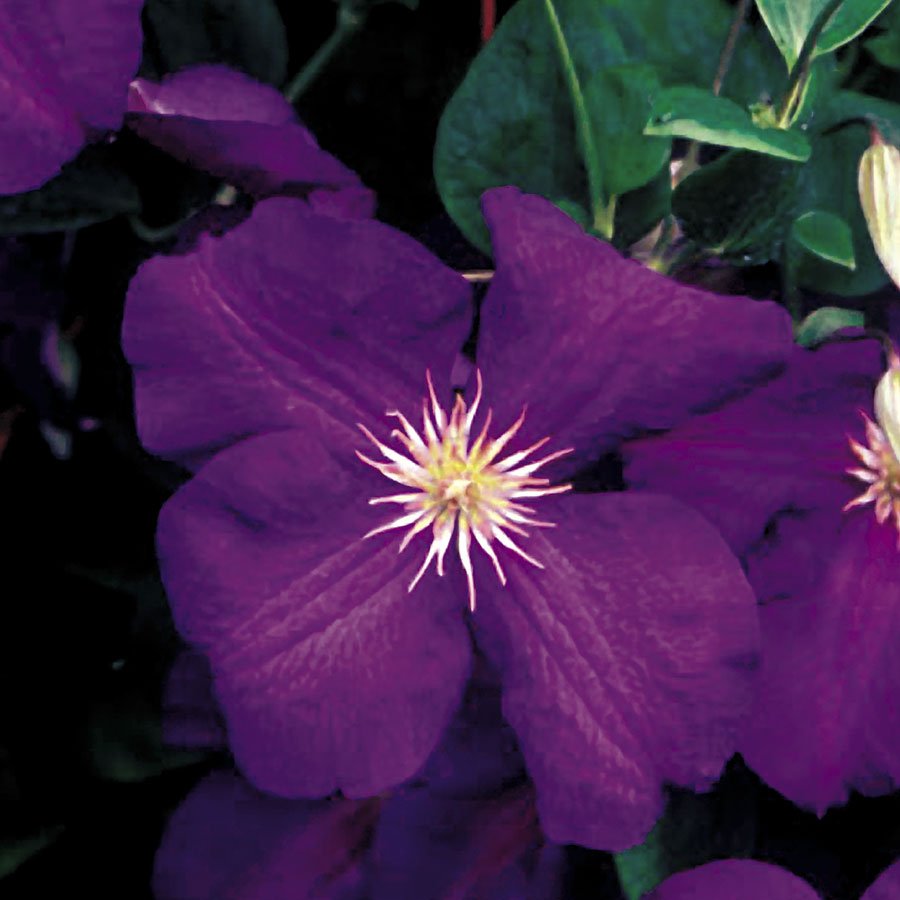 Jackmanii Clematis 10 seeds