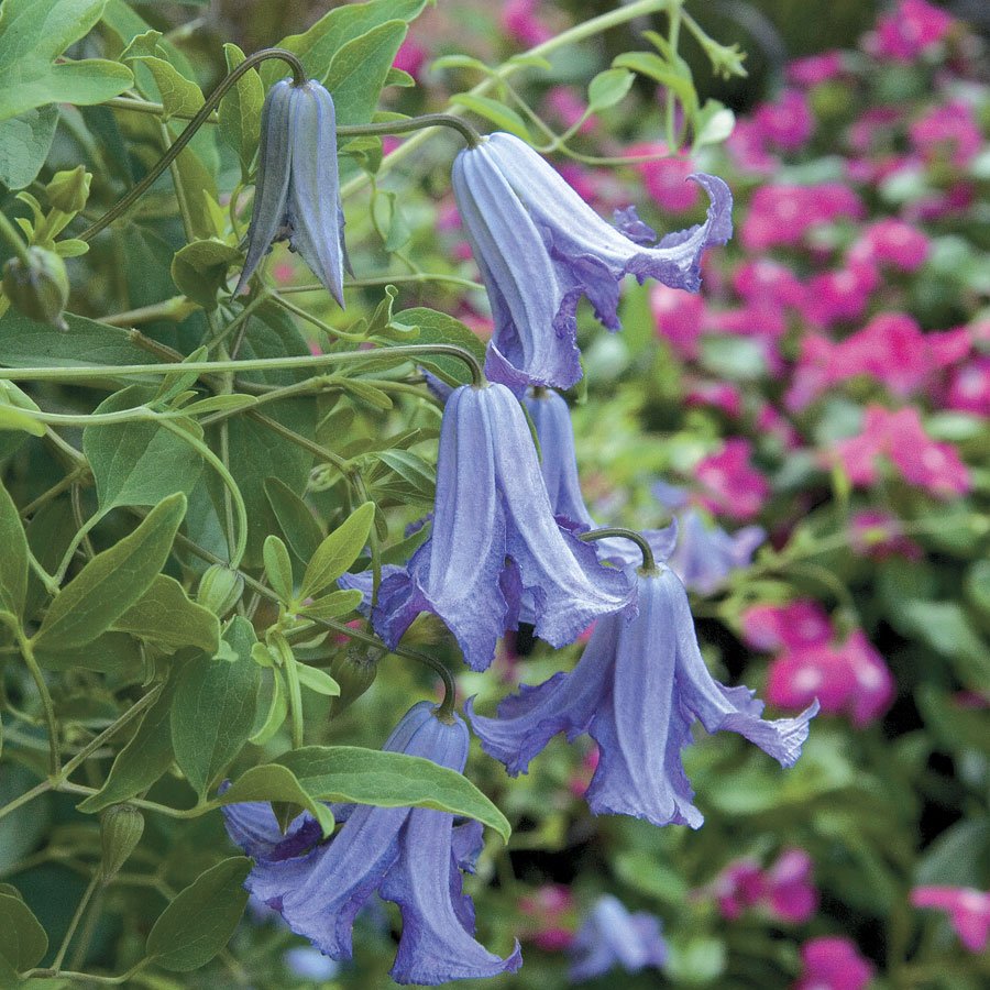 Betty Corning Clematis 10 seeds