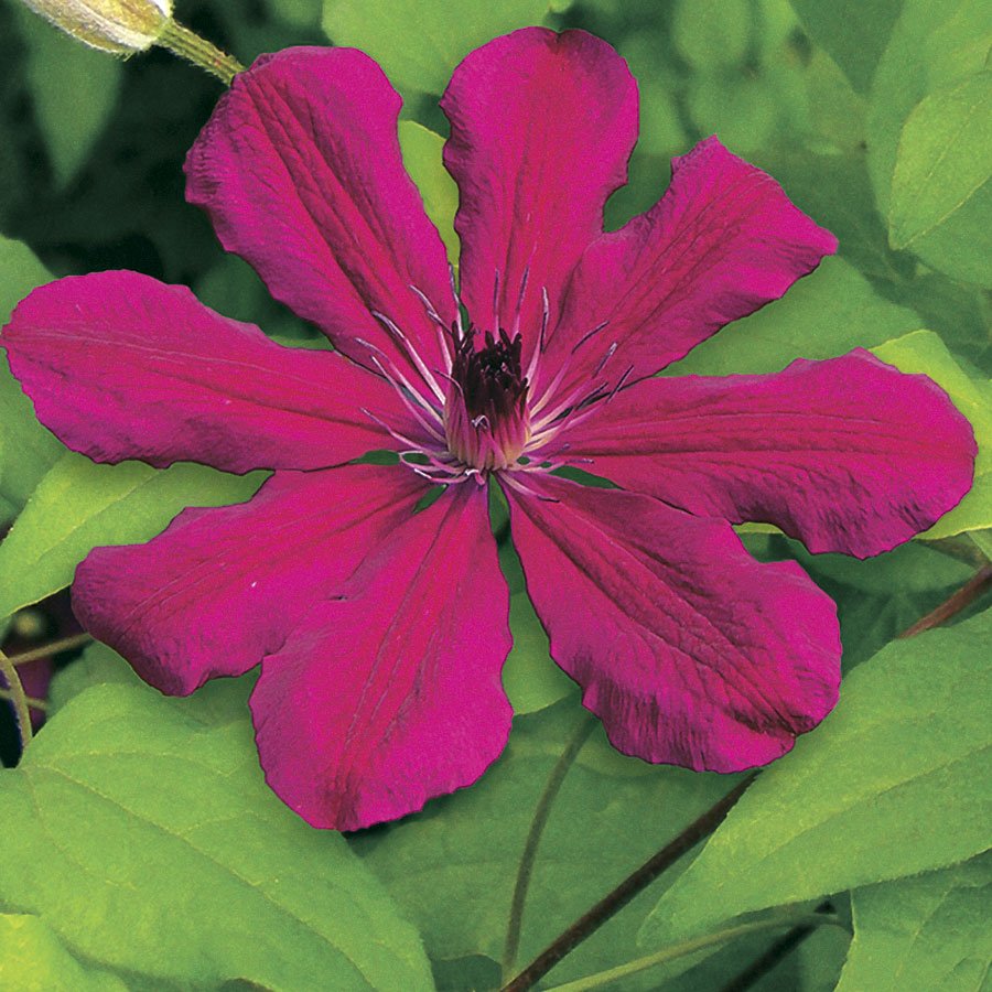 Allanah Clematis 10 seeds