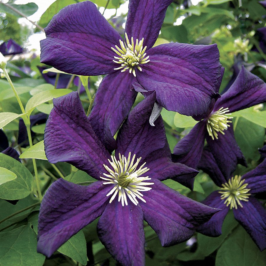 Romantika Clematis 10 seeds