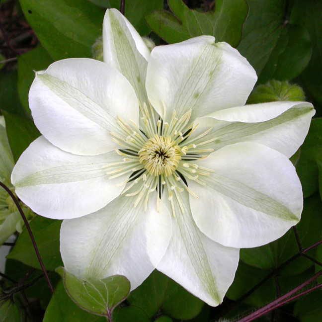 Guernsey Cream Clematis 10 seeds