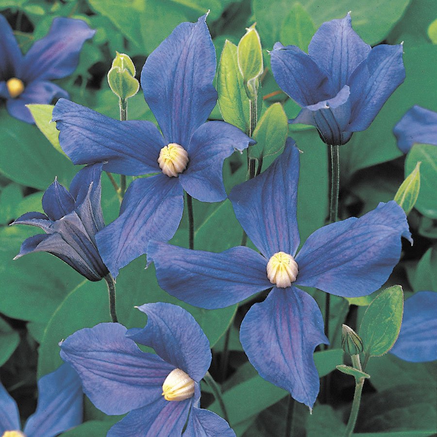 Durandii Clematis 10 seeds
