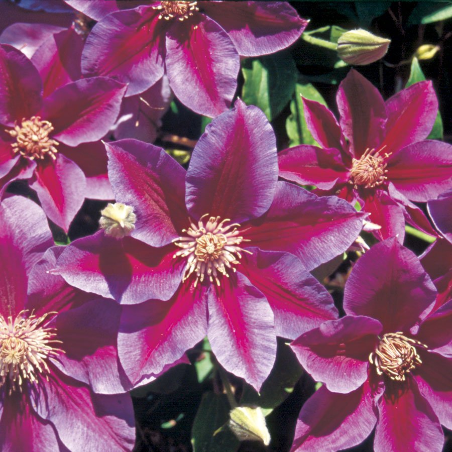 Kilian Donahue Clematis 10 seeds