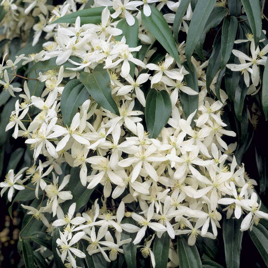 Snowdrift Clematis 10 seeds