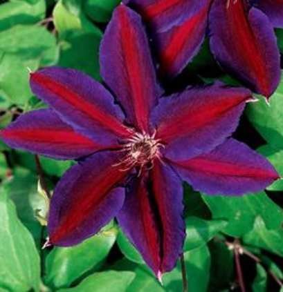 Bright Clematis 10 seeds