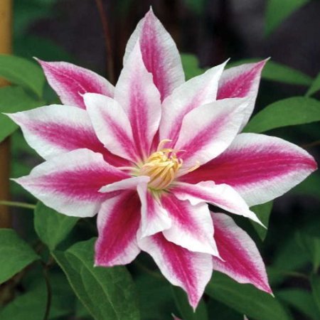 Andromeda Clematis 10 seeds