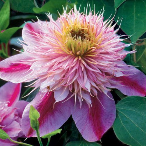 Empress Clematis 10 seeds