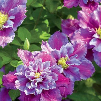 Piilu Clematis 10 seeds