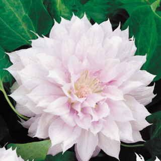 Belle of Woking Clematis 10 seeds