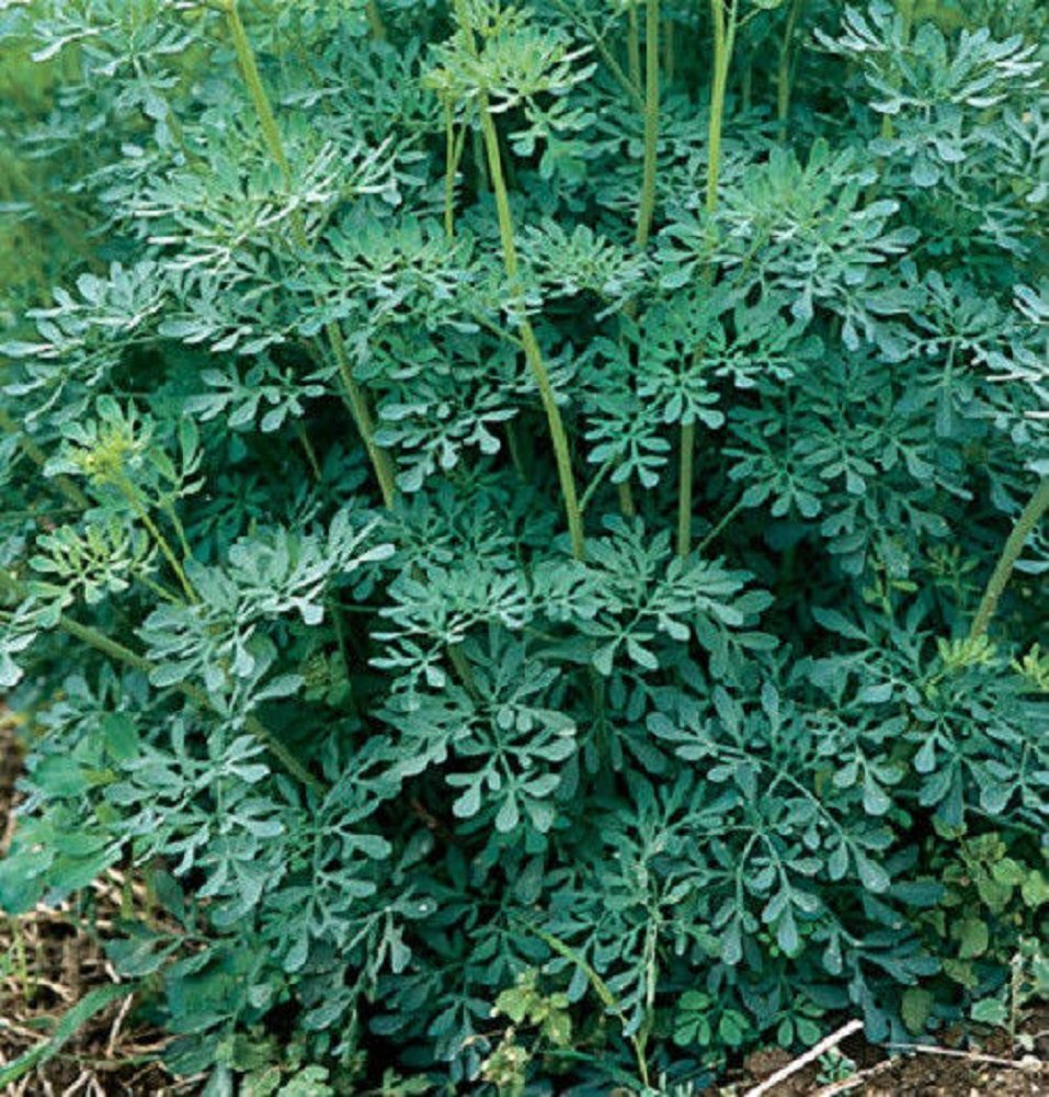 Rue (blue/silver herb) 100 seeds