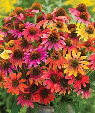 Warm Summer Coneflower Mix (Echinacea) 25 seeds