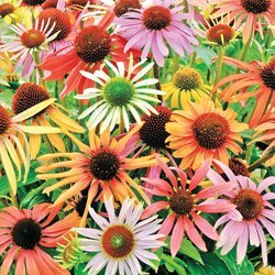 Pastel Mix Coneflower (Echinacea) 25 seeds