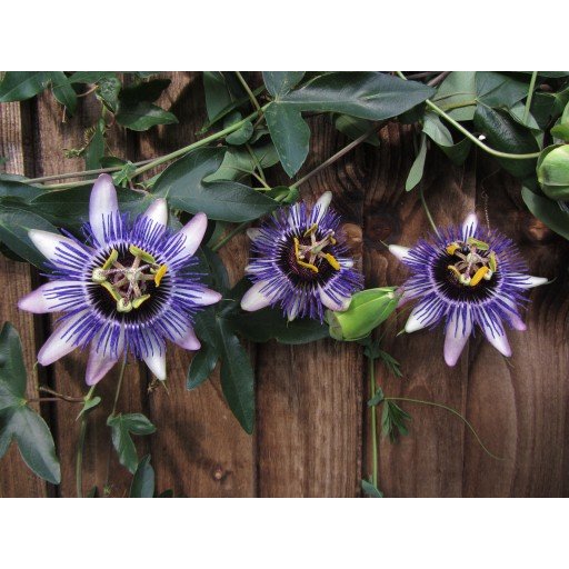 Damsel's Delight Passion Flower 10 seeds