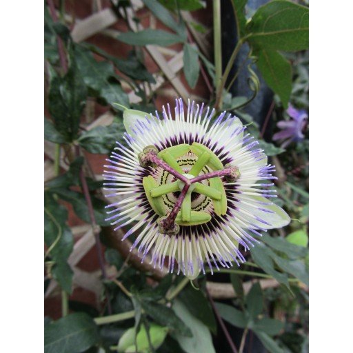 Party Animal Passion Flower 10 seeds
