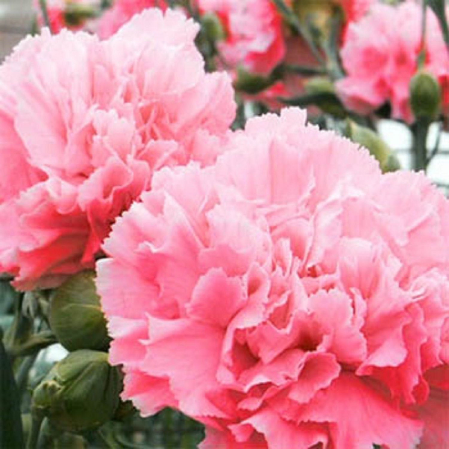 USA SELLER Romantic Pink Carnation 10 seeds