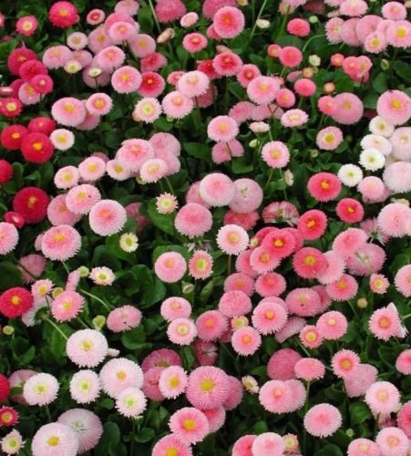USA SELLER English Daisy Mix 25 seeds